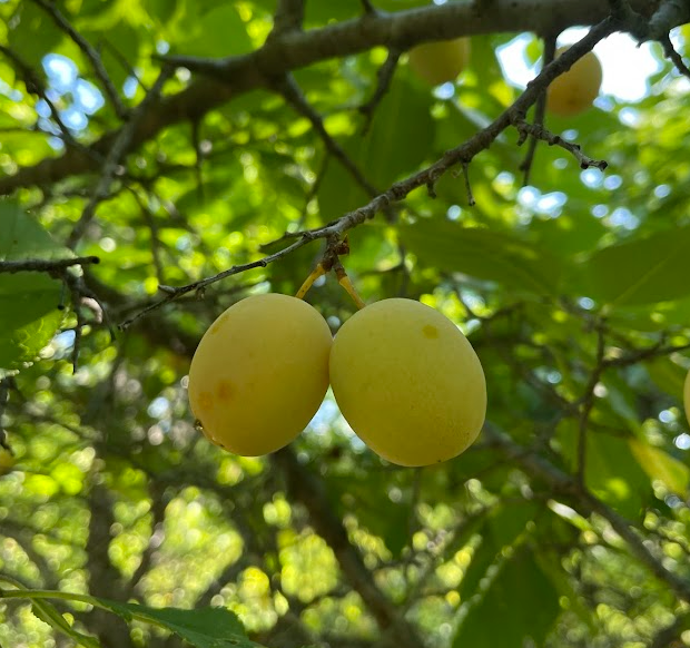 Brookgold Plum Tree