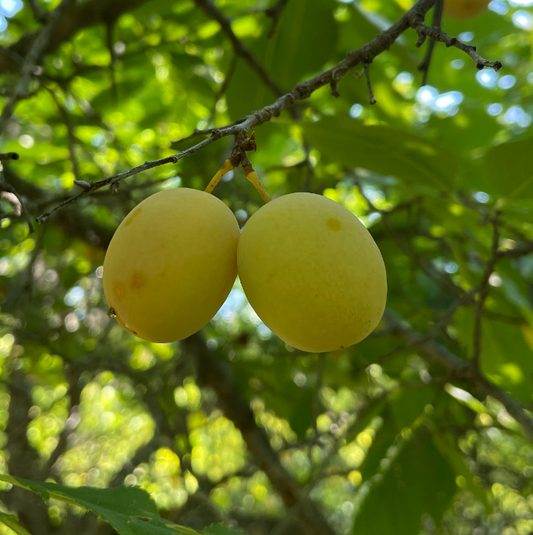 Brookgold Plum Tree