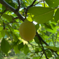 Brookgold Plum Tree