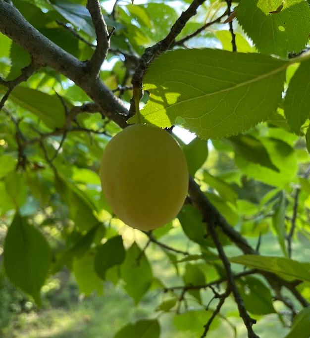 Brookgold Plum Tree