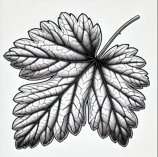 Red Chokecherry Seedling