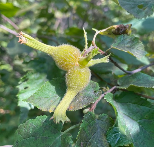 Avellana picuda (Corylus cornuta)