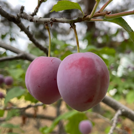 Pembina Plum Seeds (Prunus salicina × nigra ‘Pembina’)- (Zone 3) - 12+ Seeds