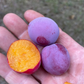 Pembina Plum Seeds (Prunus salicina × nigra ‘Pembina’)- (Zone 3) - 12+ Seeds