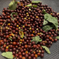 Hackberry Seeds (Celtis occidentalis) - (Zone 3) - 12 Seeds