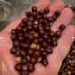 Hackberry Seeds (Celtis occidentalis) - (Zone 3) - 12 Seeds