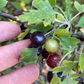Grosella de clavo (Ribes odoratum 'Crandall')- Berry Bush - Más de 100 semillas