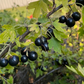 Grosella de clavo (Ribes odoratum 'Crandall')- Berry Bush - Más de 100 semillas
