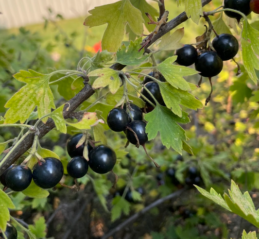 Grosella de clavo (Ribes odoratum 'Crandall')- Berry Bush - Más de 100 semillas