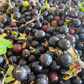 Grosella de clavo (Ribes odoratum 'Crandall')- Berry Bush - Más de 100 semillas