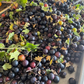 Grosella de clavo (Ribes odoratum 'Crandall')- Berry Bush - Más de 100 semillas
