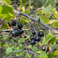 Grosella de clavo (Ribes odoratum 'Crandall')- Berry Bush - Más de 100 semillas