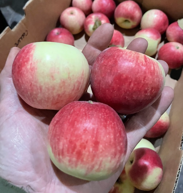 Collet Apple Tree – Oak Summit Nursery