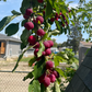 Semillas de manzano silvestre europeo (Malus sylvestris) - Zona 4 - Más de 25 semillas