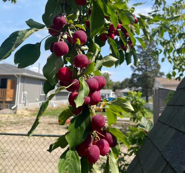 Crabapple Seeds (Malus sp.) - Zone 3 - 50+ Seeds