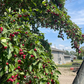 Semillas de manzano silvestre europeo (Malus sylvestris) - Zona 4 - Más de 25 semillas
