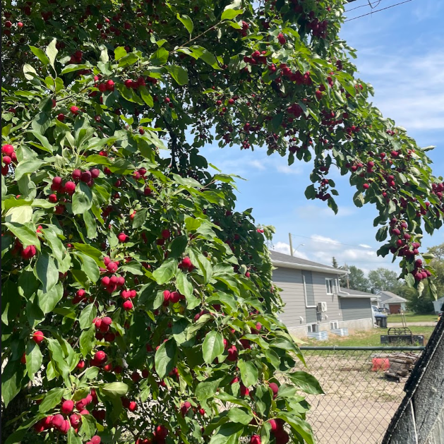 Crabapple Seeds (Malus sp.) - Zone 3 - 50+ Seeds