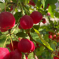 Semillas de manzano silvestre europeo (Malus sylvestris) - Zona 4 - Más de 25 semillas