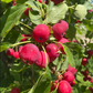 Semillas de manzano silvestre europeo (Malus sylvestris) - Zona 4 - Más de 25 semillas