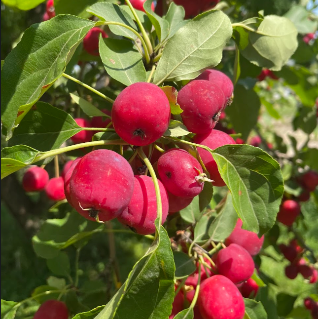 Crabapple Seeds (Malus sp.) - Zone 3 - 50+ Seeds