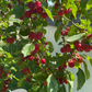 Semillas de manzano silvestre europeo (Malus sylvestris) - Zona 4 - Más de 25 semillas