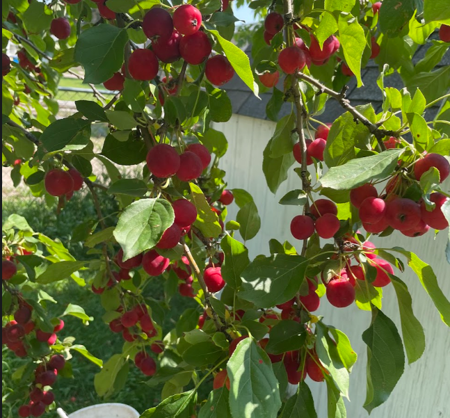 Crabapple Seeds (Malus sp.) - Zone 3 - 50+ Seeds