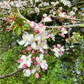 European Wild Crabapple Seeds (Malus sylvestris) - Zone 4 - 25+ Seeds
