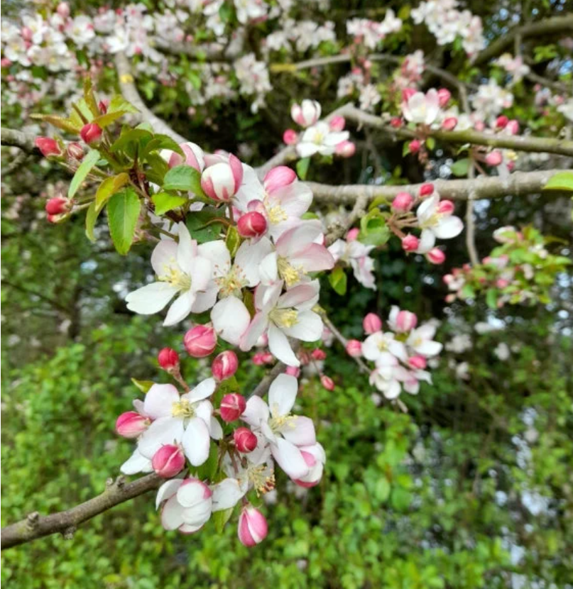 European Wild Crabapple Seeds (Malus sylvestris) - Zone 4 - 25+ Seeds