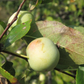 European Wild Crabapple Seeds (Malus sylvestris) - Zone 4 - 25+ Seeds