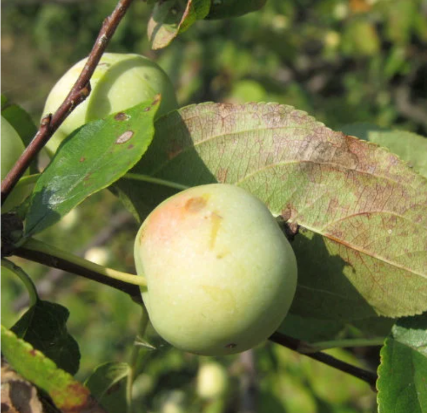 European Wild Crabapple Seeds (Malus sylvestris) - Zone 4 - 25+ Seeds