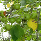 European Wild Crabapple Seeds (Malus sylvestris) - Zone 4 - 25+ Seeds
