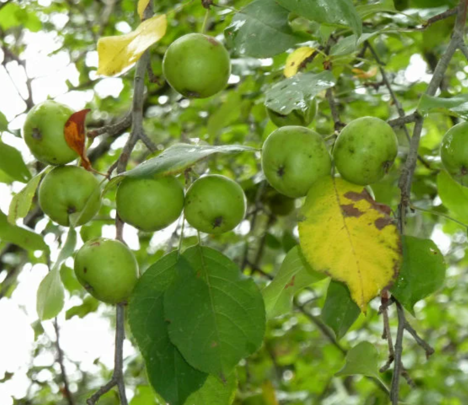 European Wild Crabapple Seeds (Malus sylvestris) - Zone 4 - 25+ Seeds