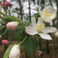 European Wild Crabapple Seeds (Malus sylvestris) - Zone 4 - 25+ Seeds