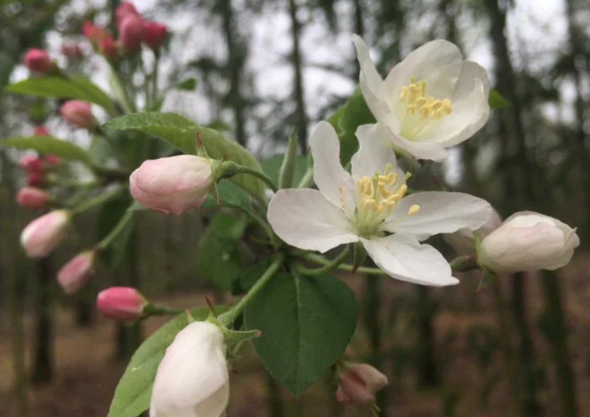 European Wild Crabapple Seeds (Malus sylvestris) - Zone 4 - 25+ Seeds