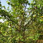 European Wild Crabapple Seeds (Malus sylvestris) - Zone 4 - 25+ Seeds