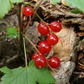 Skunk Currant (Ribes glandulosum)