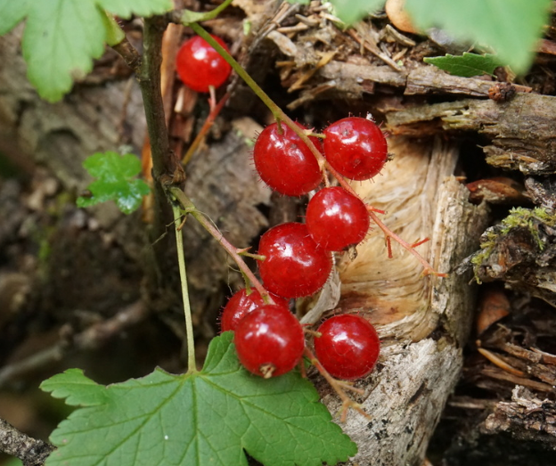 Skunk Currant (Ribes glandulosum)