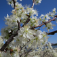 Beach Plum (Prunus maritima)