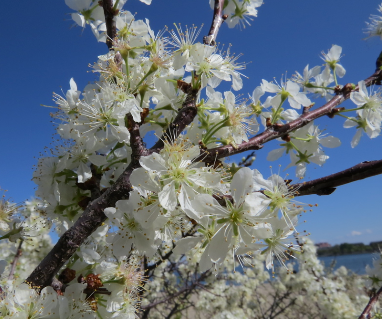 Beach Plum (Prunus maritima)