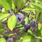 Beach Plum (Prunus maritima)