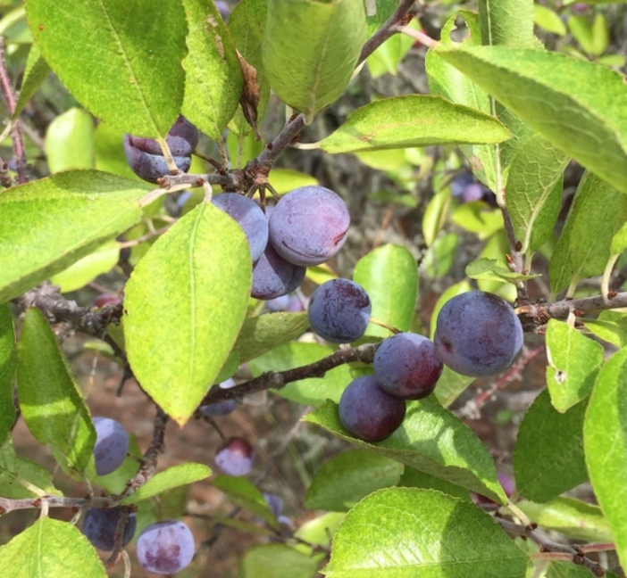 Beach Plum (Prunus maritima)