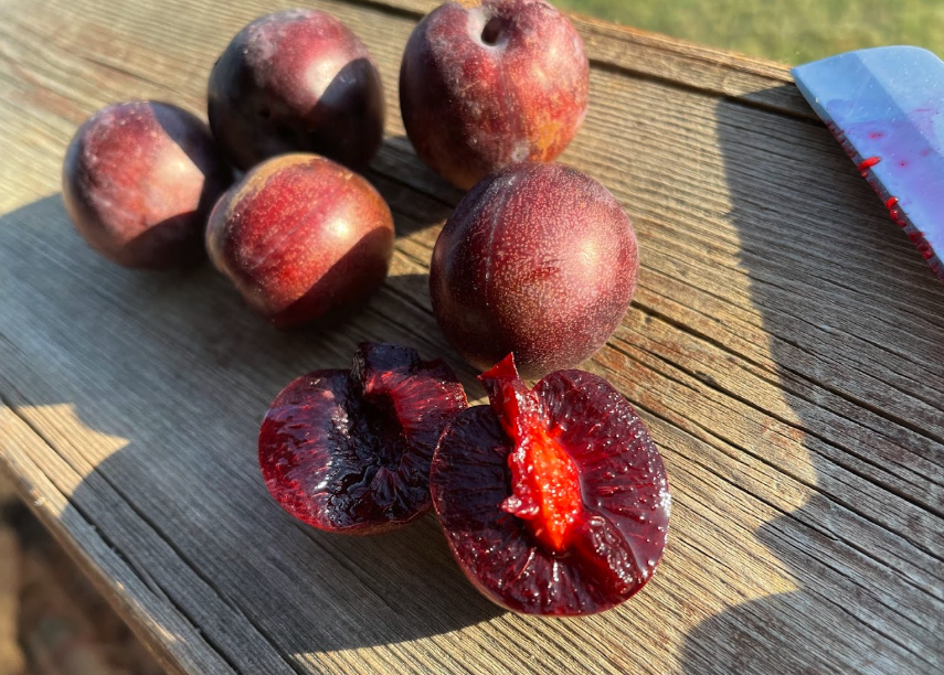 Sapa Cherry Plum (Prunus besseyi x Prunus salicina 'Sapa')