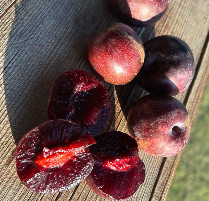 Sapa Cherry Plum (Prunus besseyi x Prunus salicina 'Sapa')