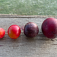 Sapa Cherry Plum (Prunus besseyi x Prunus salicina 'Sapa')