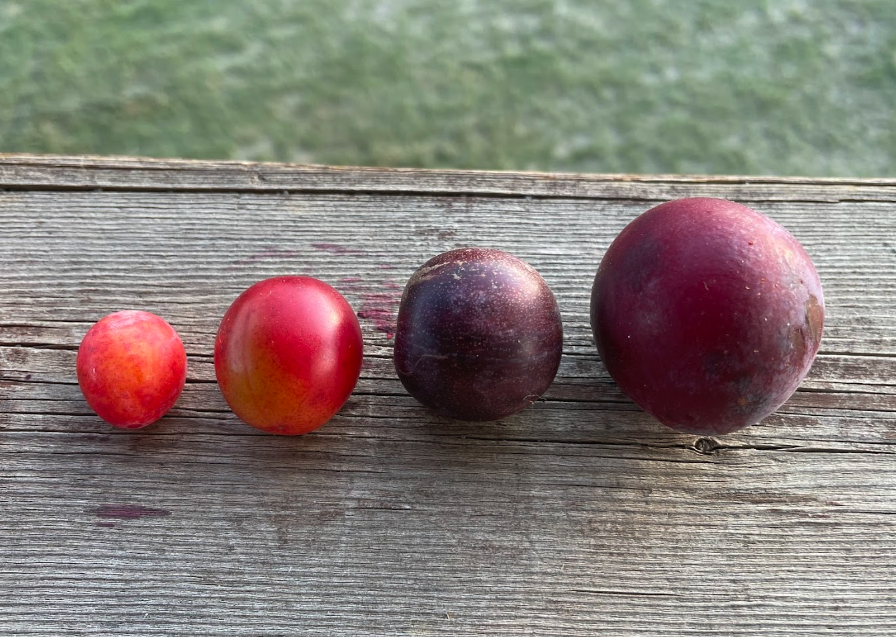 Sapa Cherry Plum (Prunus besseyi x Prunus salicina 'Sapa')