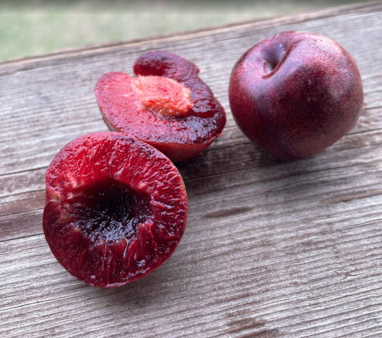 Prunier-cerise Sapalta (Prunus besseyi x Prunus salicina 'Kappa')