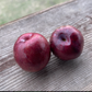 Cherry Plum Rootstock (Prunus 'Jeffchum')