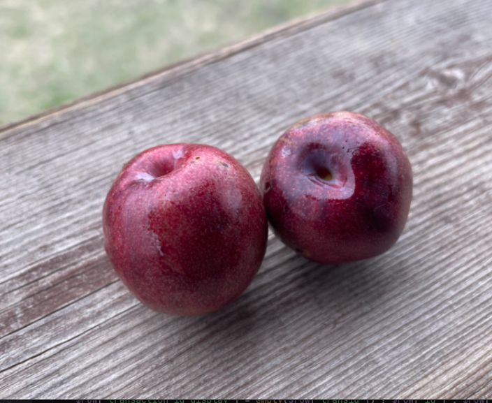 Cherry Plum Rootstock (Prunus 'Jeffchum')