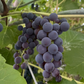 Valiant Grape (Vitis riparia x Vitis labrusca 'Valiant')