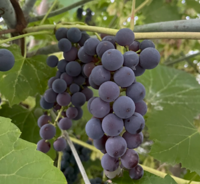 Raisin Valiant (Vitis riparia x Vitis labrusca 'Valiant')
